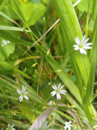 Stellaria graminea — flower photograph