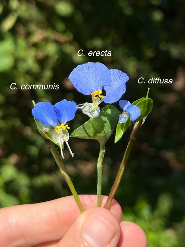 Commelina diffusa — flower photograph