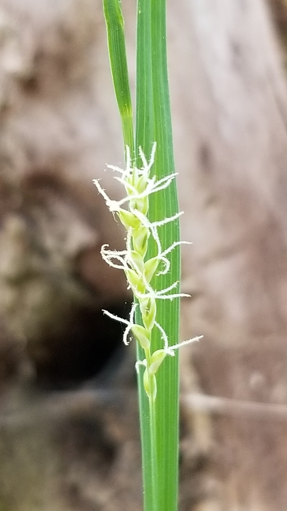 Carex striatula — bloom photograph