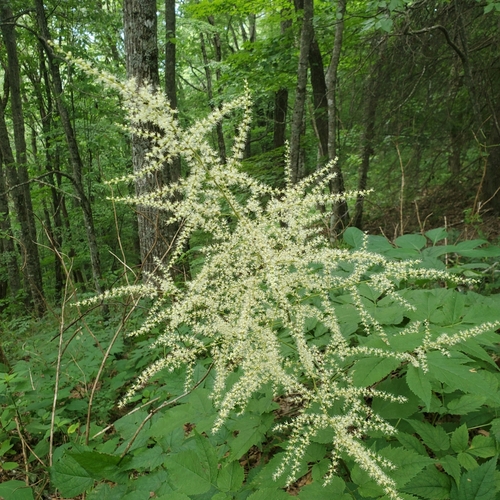 Astilbe biternata — flower photograph