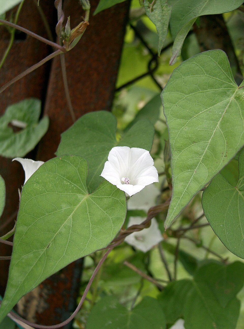 Ipomoea lacunosa — bloom photograph