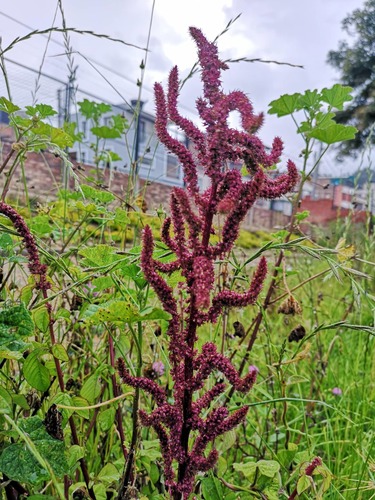 Amaranthus caudatus — flower photograph