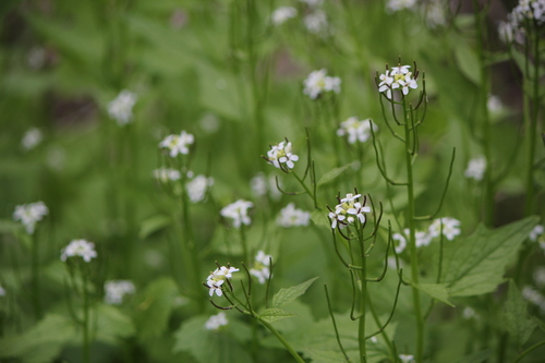 Alliaria petiolata — flower photograph