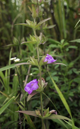 Agalinis auriculata — flower photograph