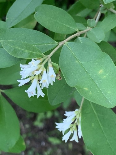 Ligustrum obtusifolium — bloom photograph