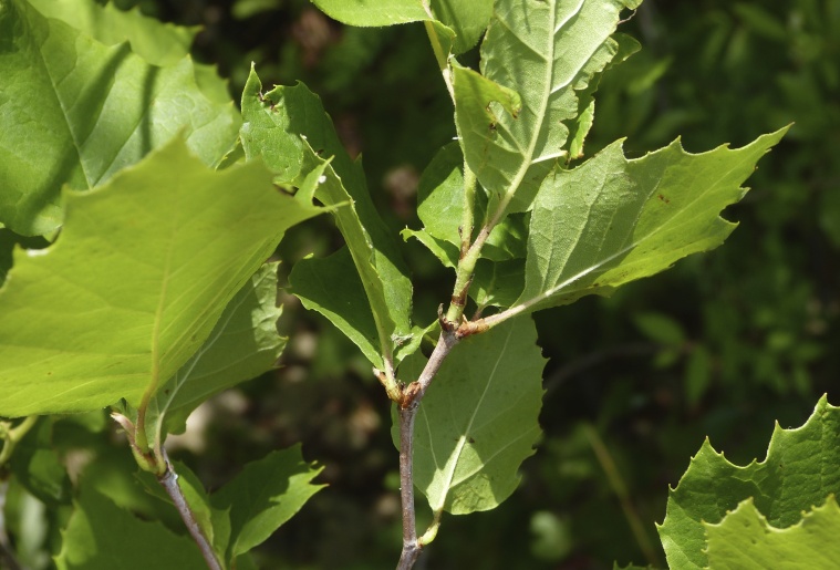 Platanus occidentalis — leaf photograph