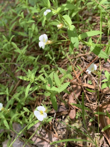 Gratiola brevifolia — flower photograph