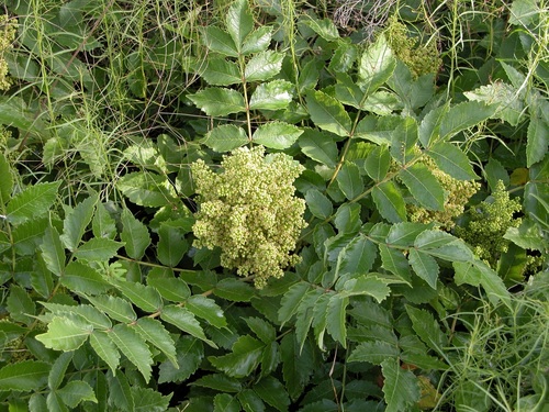 Rhus michauxii photograph