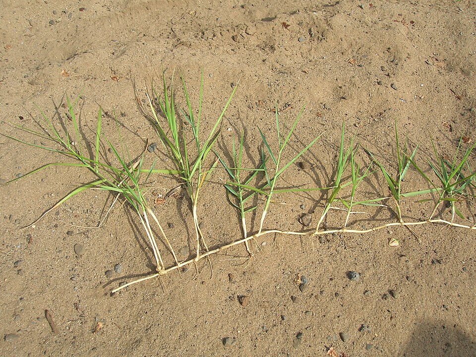 Panicum repens — whole photograph