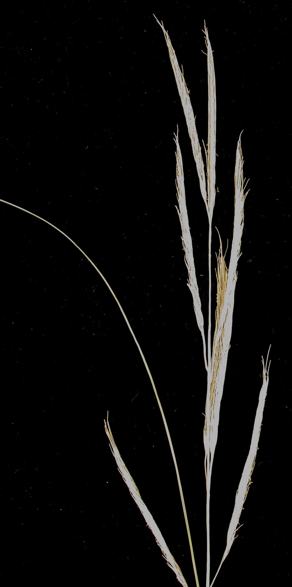 Sporobolus michauxianus — flower photograph