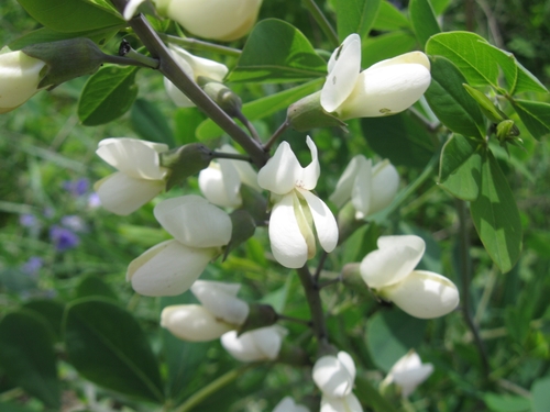 Baptisia lactea — flower photograph