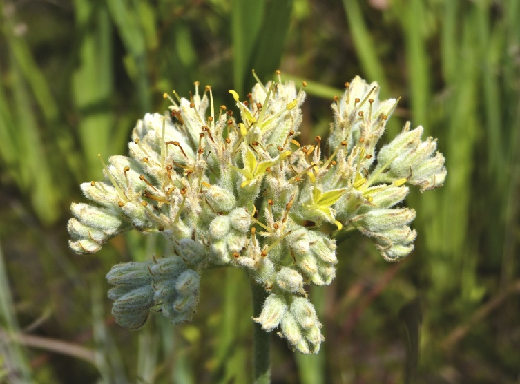 Lachnanthes caroliniana — bloom photograph