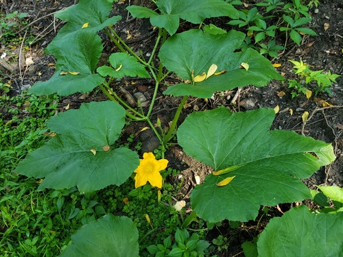 Cucurbita pepo — flower photograph