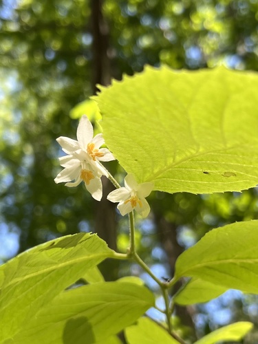 Styrax grandifolius — flower photograph