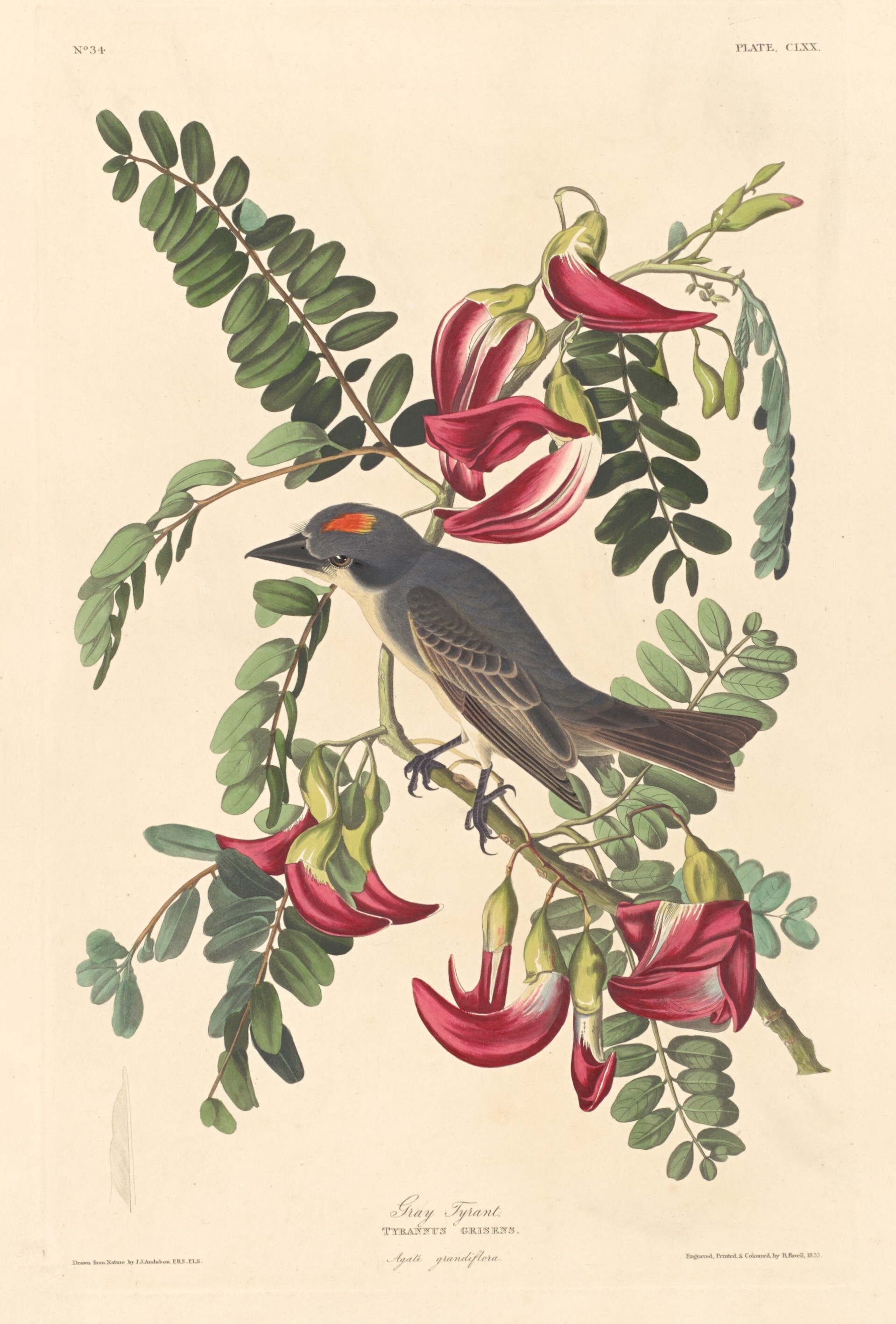 Hand-coloured plate of the Gray Kingbird by John James Audubon, The Birds of America, Havell plate 170