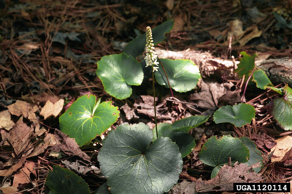 Galax urceolata — bloom photograph
