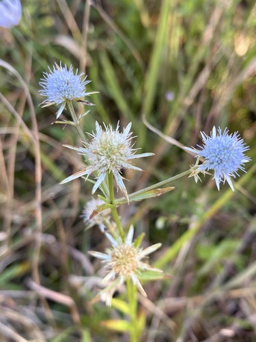 Eryngium integrifolium — flower photograph
