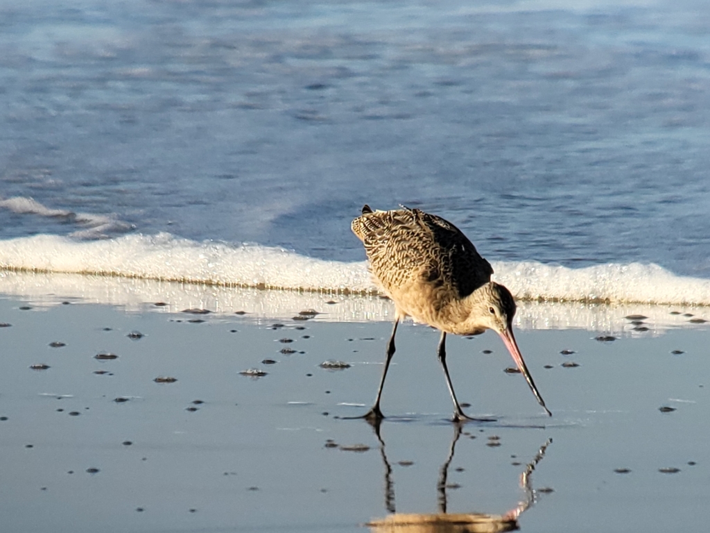 Adult Marbled Godwit, whole bird