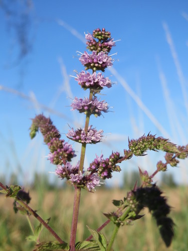 Mentha spicata — flower photograph