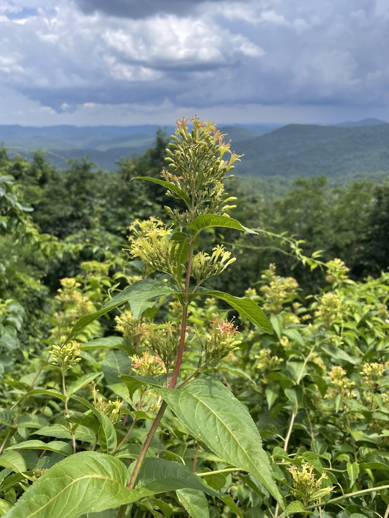 Diervilla sessilifolia — whole photograph