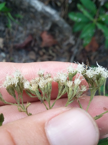 Eupatorium semiserratum — bloom photograph