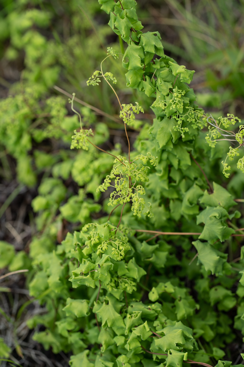 Lygodium palmatum — foliage photograph