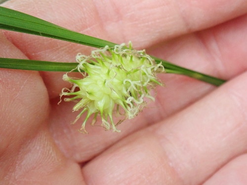 Carex bullata — fruit photograph