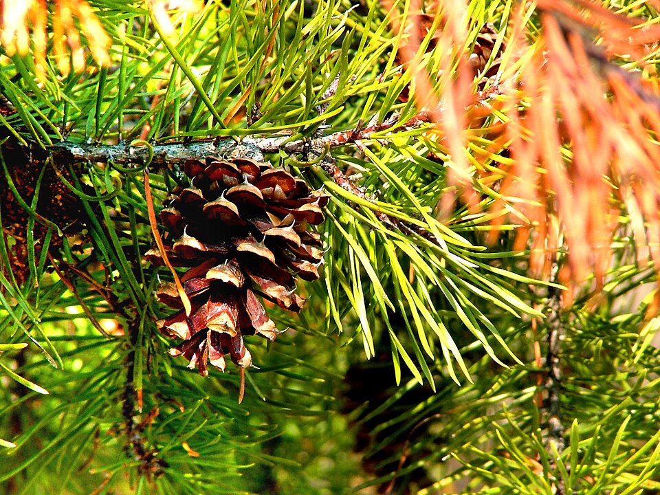 Pinus virginiana — fruit photograph