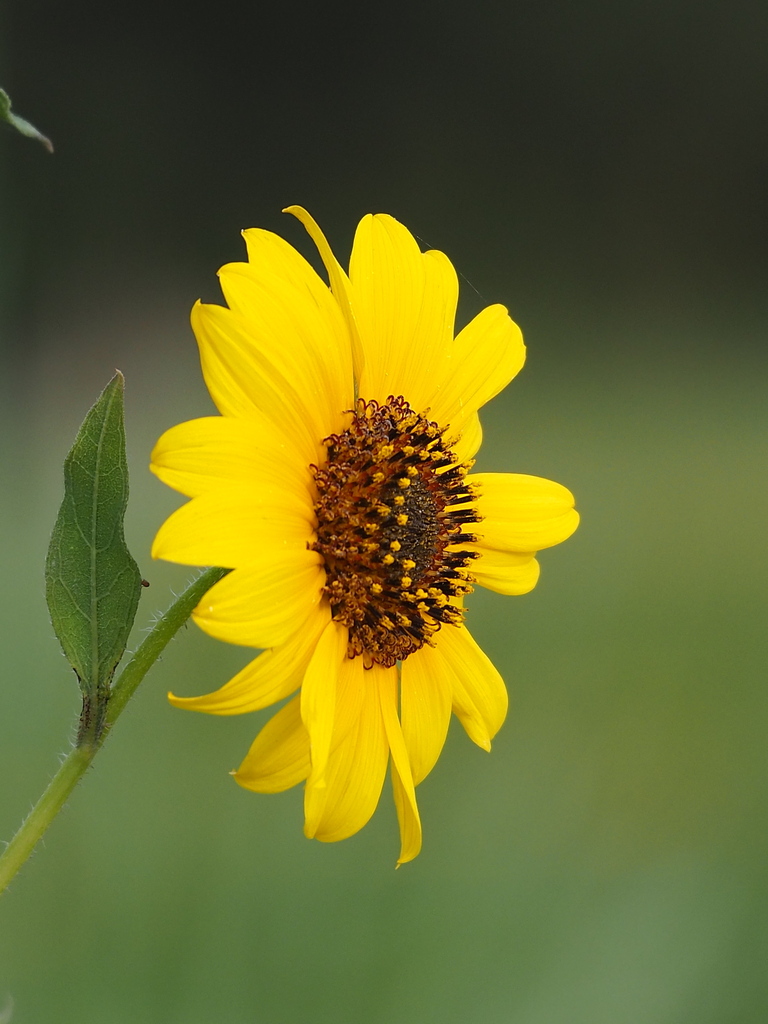 Helianthus debilis — bloom photograph