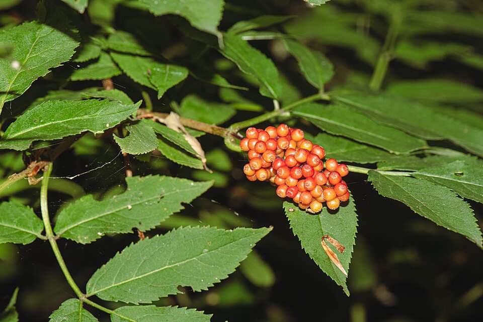 Sambucus racemosa — fruit photograph