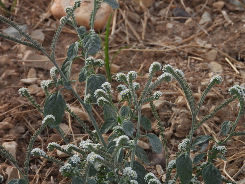 Heliotropium europaeum — flower photograph