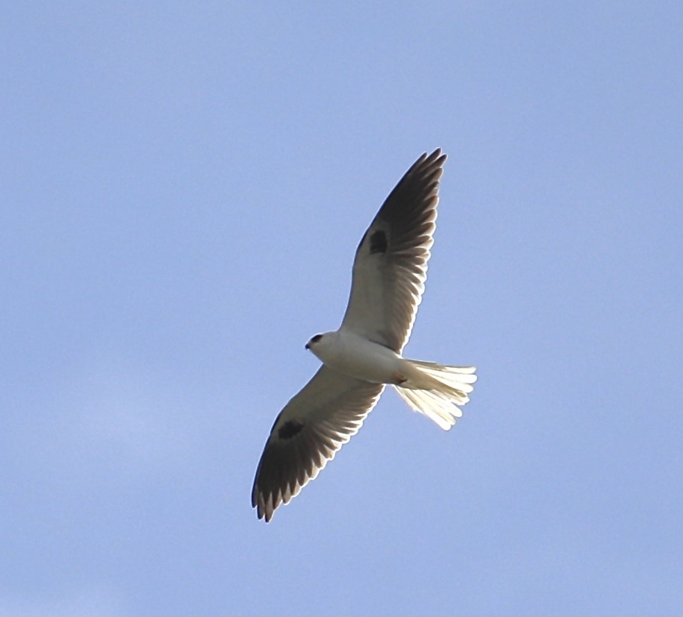 Male White-tailed Kite, whole bird