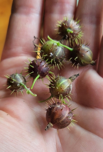 Ribes cynosbati — fruit photograph