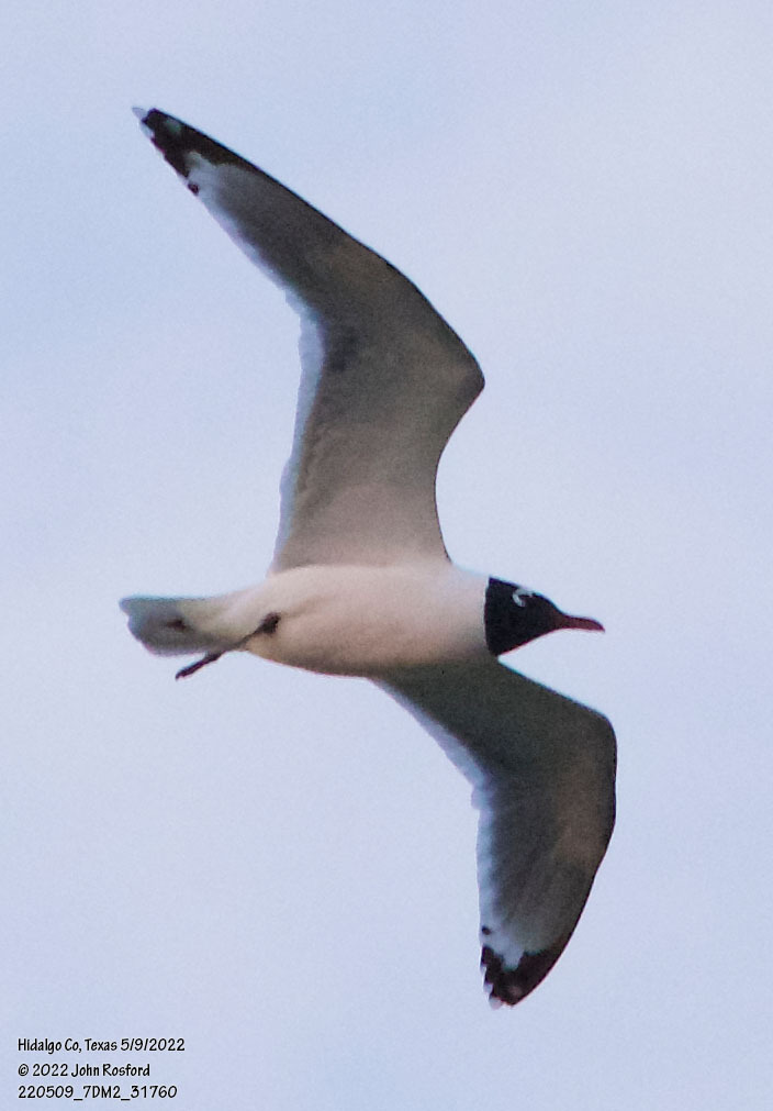 Adult Franklin's Gull, whole bird
