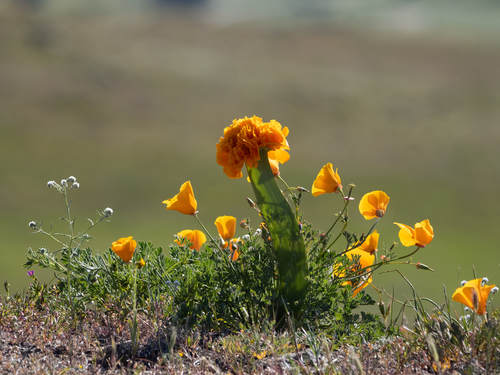 Eschscholzia californica — flower photograph