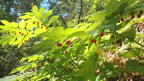 Streptopus amplexifolius — fruit photograph