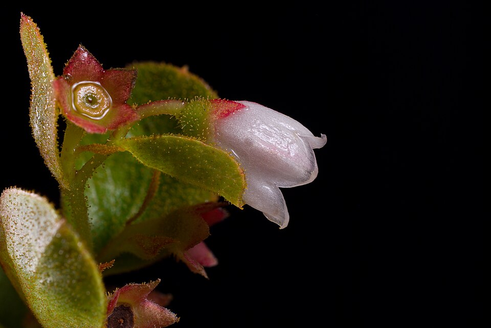 Gaylussacia dumosa — bloom photograph