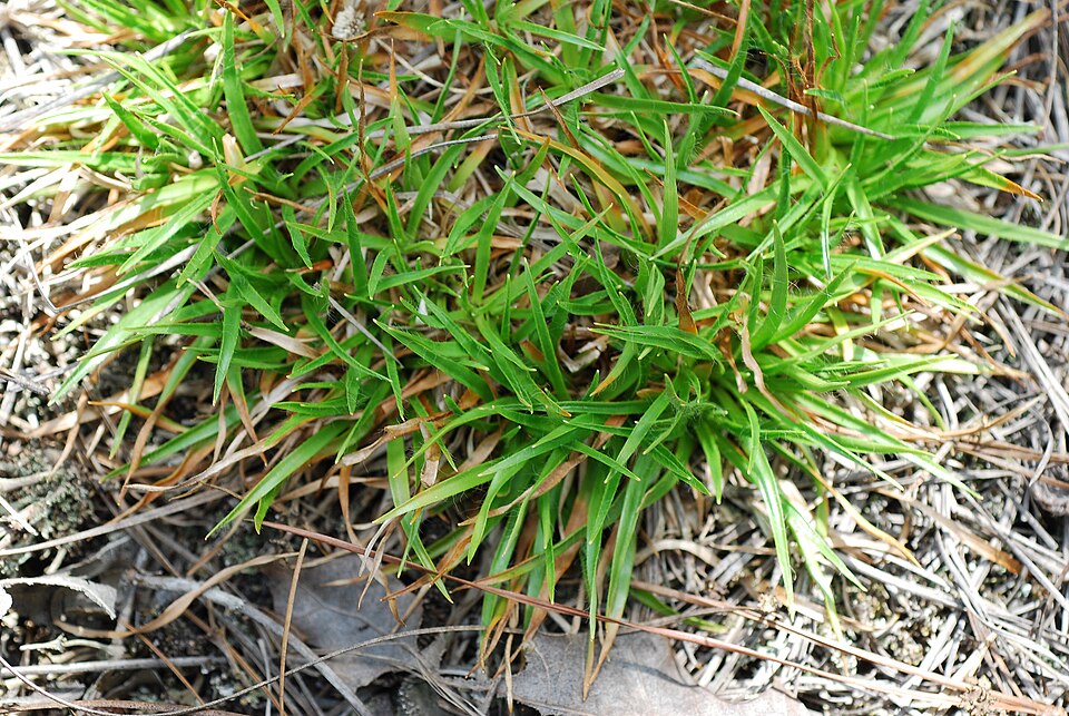 Lachnocaulon anceps — foliage photograph