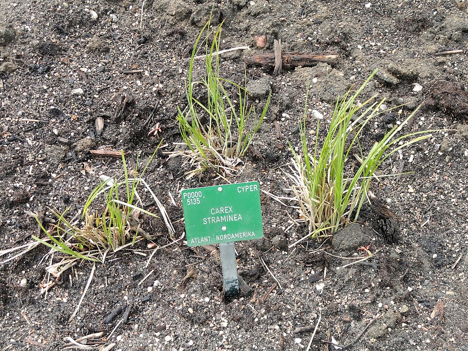 Carex straminea — whole photograph