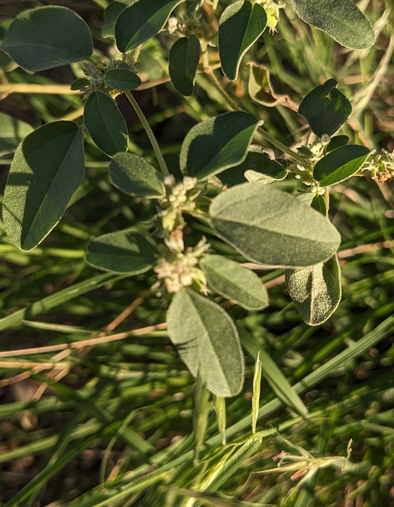 Croton monanthogynus — foliage photograph