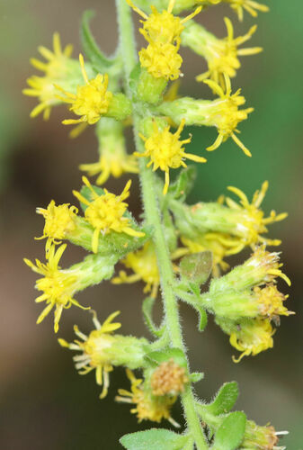 Solidago hispida photograph