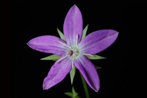 Triodanis biflora — flower photograph
