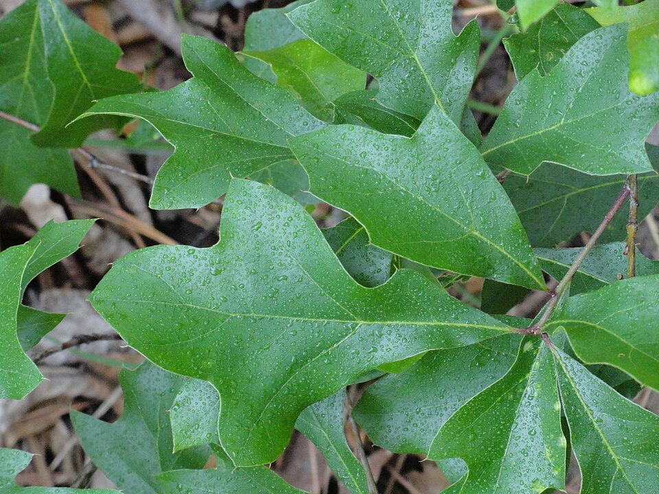 Quercus georgiana — leaf photograph