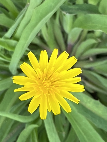 Krigia dandelion — flower photograph