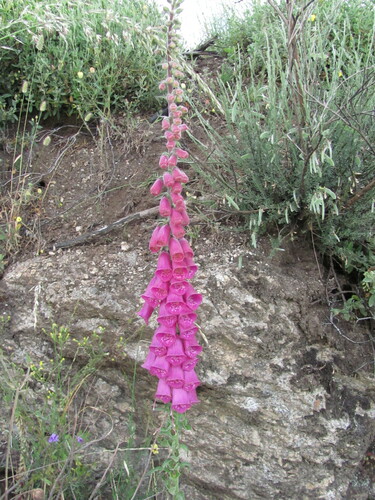 Digitalis purpurea — flower photograph