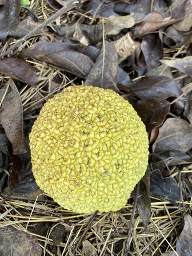 Maclura pomifera — fruit photograph