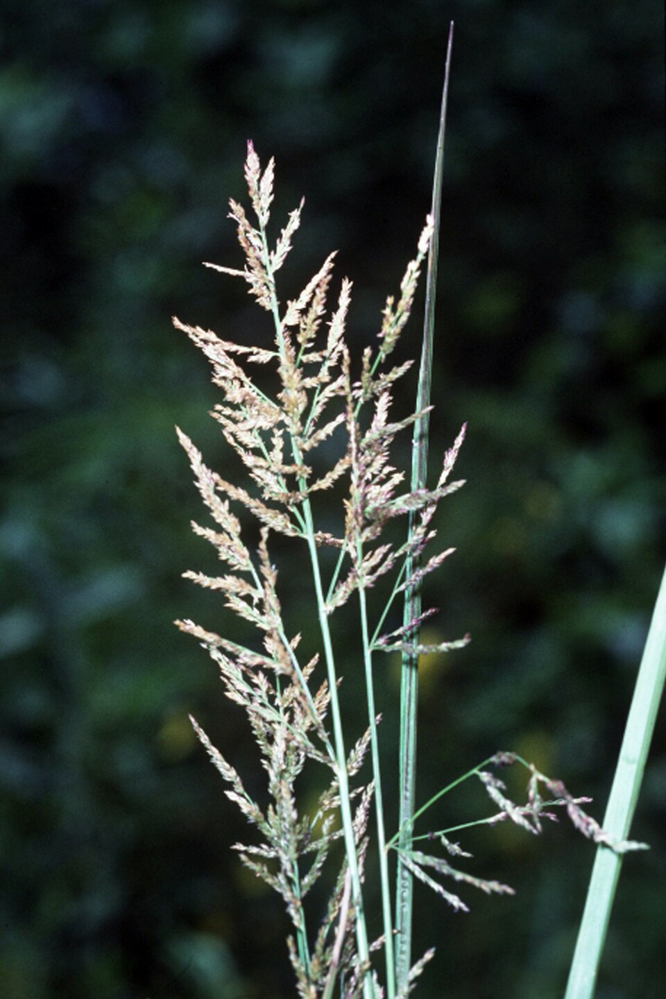 Coleataenia rigidula — bloom photograph
