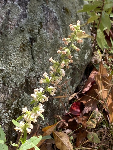 Solidago bicolor — flower photograph
