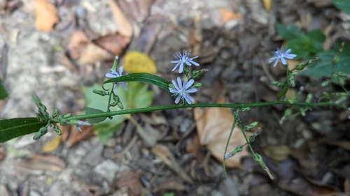 Lactuca floridana — flower photograph