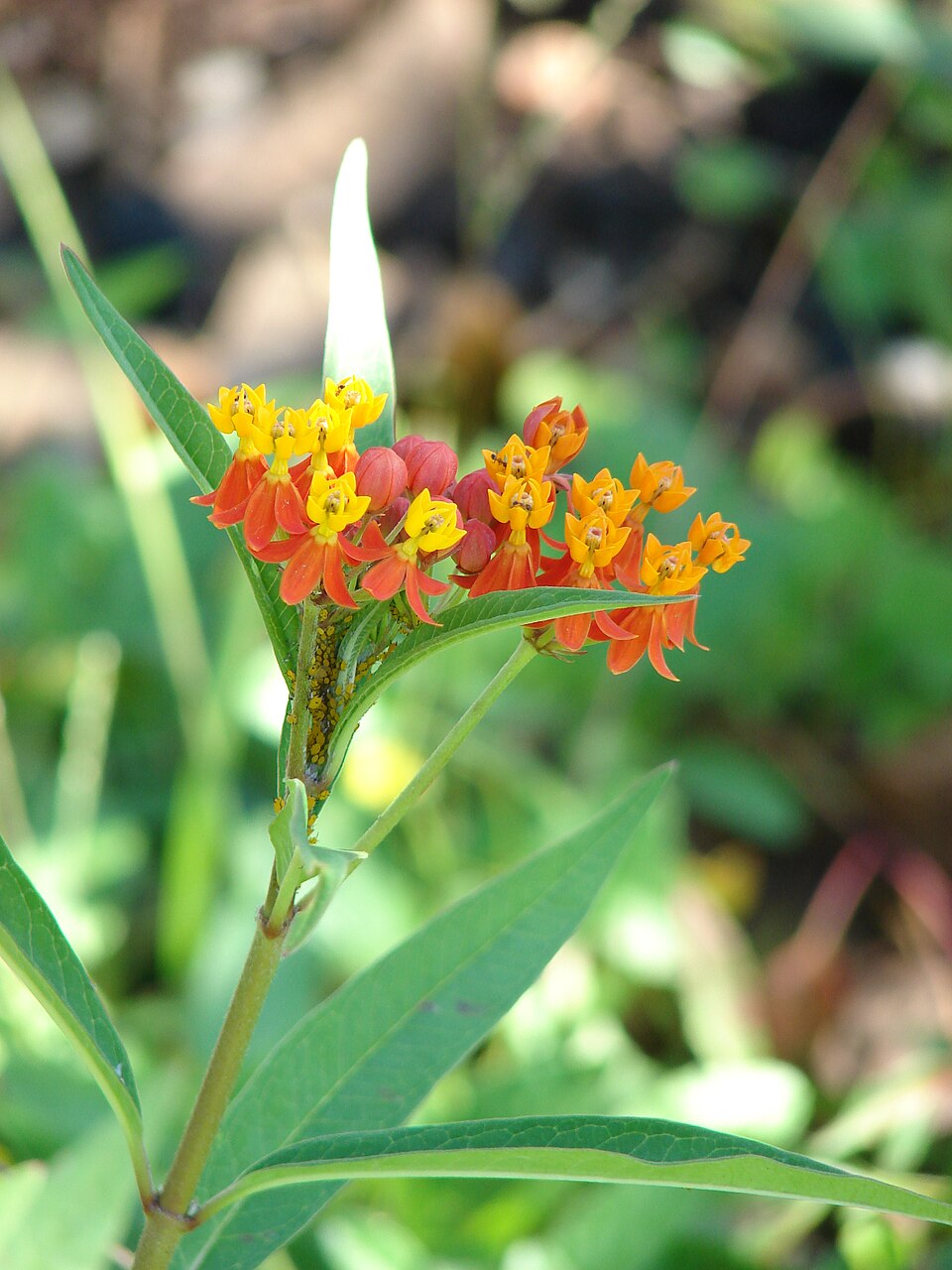 Asclepias curassavica — bloom photograph